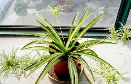  【金银花】新手懒人最爱养此款植物，不用操啥心，枝头花苞满满，美成百花园