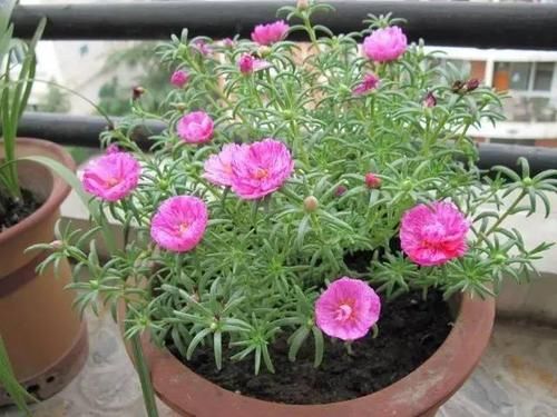  『们又给它取名』能把这6种植物养死的都是人才