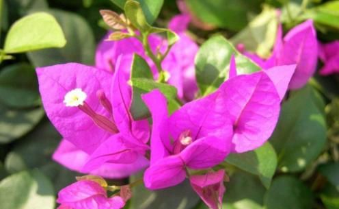 『盆栽』家养盆栽植物,选“铺地锦”,花色五彩缤纷,花期达半年