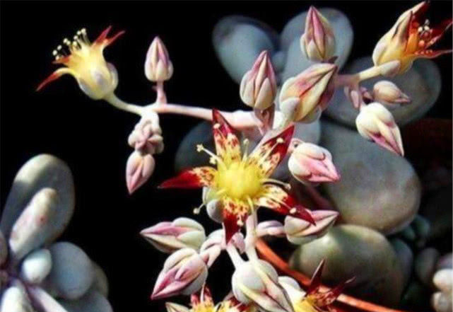 【白花韧锦】有8种多肉“开花不用剪”,只要肥水跟上来,一绽放比啥花都美