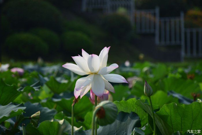 奥迪A6L，宝马X3，奔驰GLB，凯迪拉克CT5，不一样的新感受之九