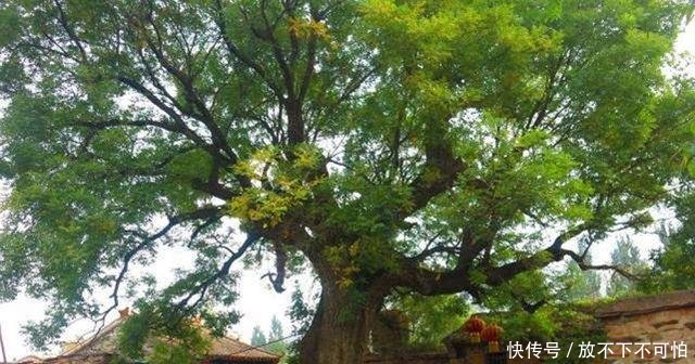  旺宅@农村房前不能乱种树，明白人种这3种，可以“旺宅”，你种