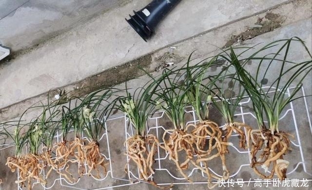 病害:三个月给兰花做一次小手术,兰花病害少,芽多根多长势好