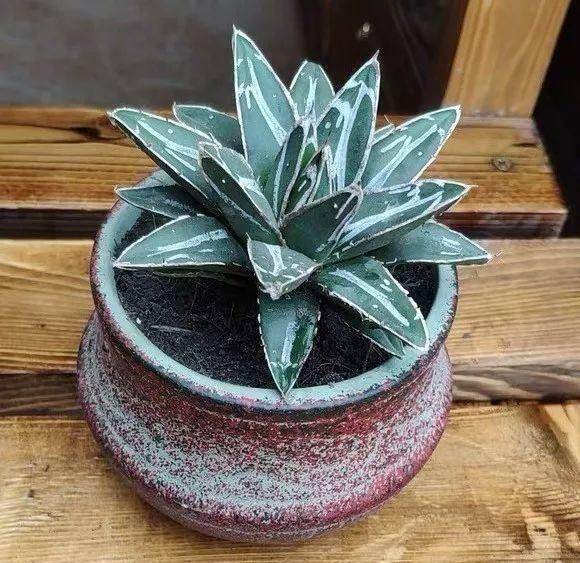  「属多肉植物」推荐八种高颜值多肉，好看又好养
