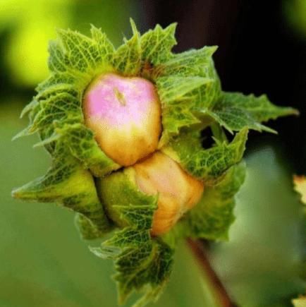  「花粉」如何收集榛子雄花粉？
