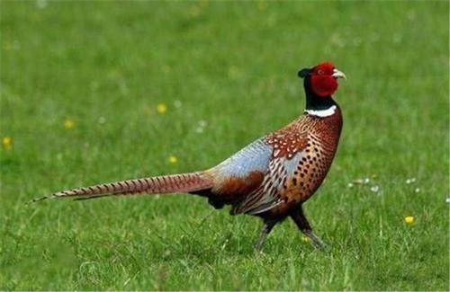  野鸡|英国公路成“野鸡坟墓”，泛滥后被人“通缉”，网友：敢不