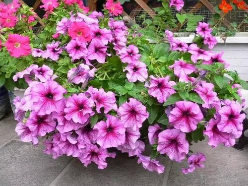 「蟹爪兰」养花就养这3种,抗旱耐涝,花期长花量多,随便一开就是100朵
