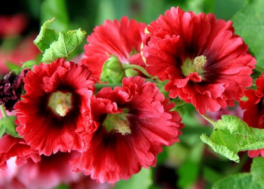  『蜀葵』阳台上养这些开花灌木，最适合养在阳台，清香味四溢，美如画