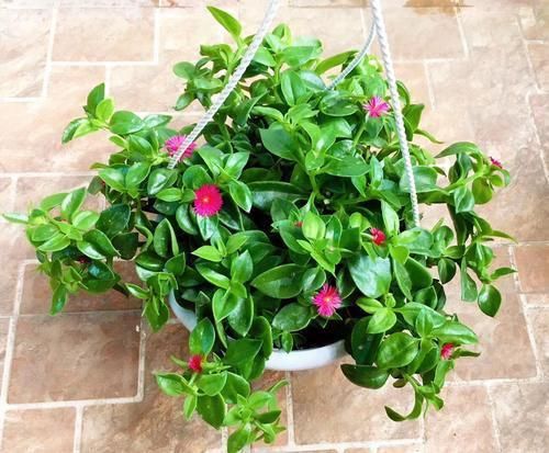  生机|牡丹吊兰的一碰就掉，做好这几点，让其重新恢复生机！