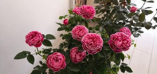  『这款』阳台首选这款花，不用费心，开花爆盆美如画，花开似精灵飞舞，艳