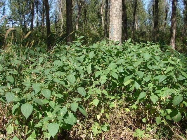 农村中抬眼可见的小野果，小朋友曾经用来当零食，却不知毒性很大