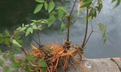  『痔疮』山上石缝里的一种植物，价值珍贵，可以治痔疮，腹泻，腹痛等作用