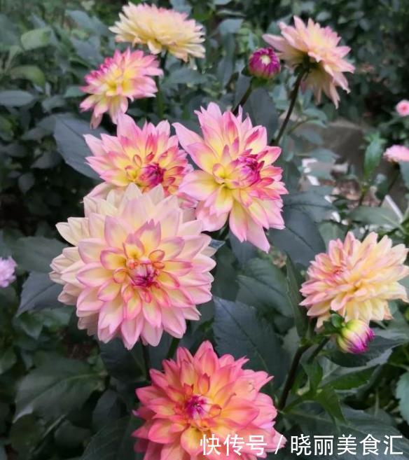 秋天养这几种花，五彩缤纷，阳台变花海，美极了！