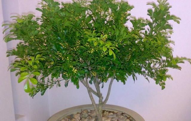  『喜阴喜湿』卫生间异味重？养上这“4种植物”，卫生间摆2-3盆，空气更清新