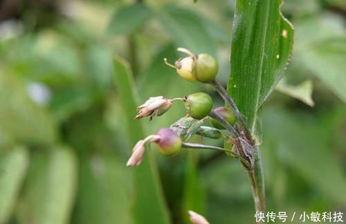 这种野草人称“来尿珠”，果子可以做工艺品，其根部可以拿来入药
