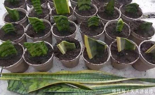 长寿花@3种花,插土里就能活,3天生根,一个月轻松爆盆!