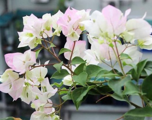  龙沙宝石■家里就养这5款花，放家里助于睡眠，便宜又好打理，四季开花不断
