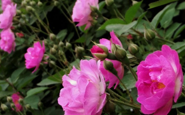  「丰硕」蔷薇花”该怎样管理？注意此3点，开花丰硕花香浓！