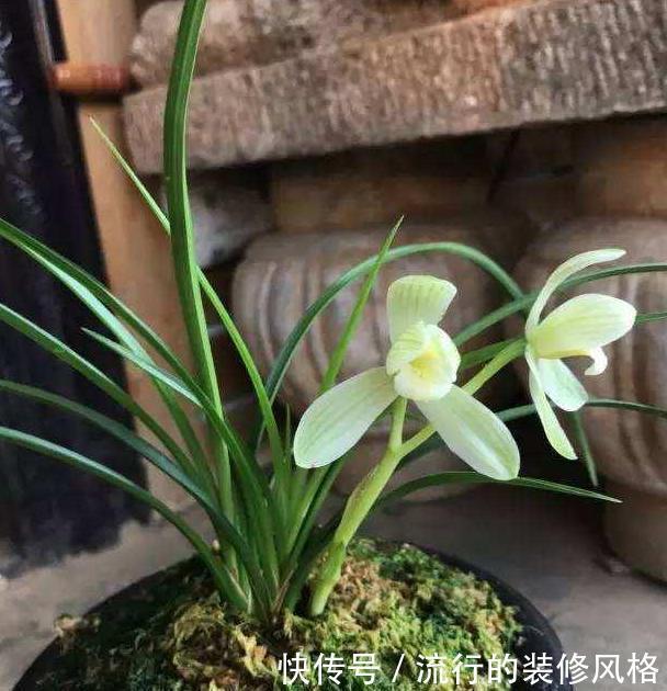 名品|它是莲瓣兰素花中的名品,开花如同仙女一般,清新脱俗,洁白无暇