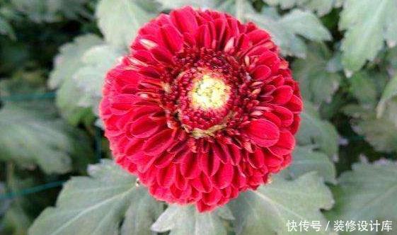  似桃吐@新手养花就养一盆“红色乒乓菊”，似桃吐丹霞，花期长适合盆栽养