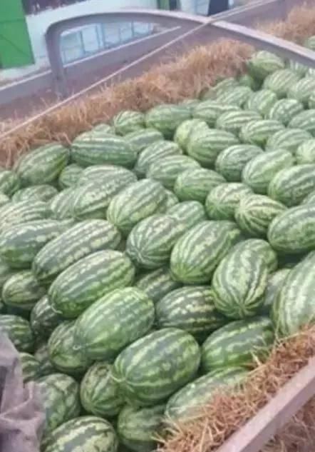  #缅北#缅北战事停歇，木姐105码贸易站大量西瓜还是卖不出去