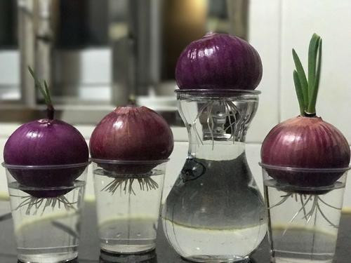 「不用」阳台上种菜,别缺这6样,随便种一盆,割菜好几茬,都不用买菜了