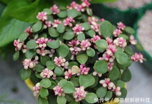 『长不好』什么淘米水、松针土都不如几颗臭丸子,土里埋几颗,养花窜满盆