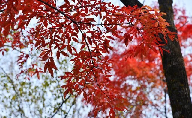 广东赏枫好去处，3000亩红叶树全红遍，门票不贵游人少