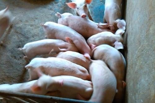 「明年」明年打算买猪崽养猪的朋友，什么时候买小猪利润“最高