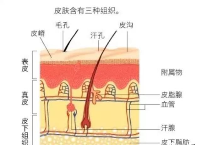  『黑色素』皮肤结构之表皮层