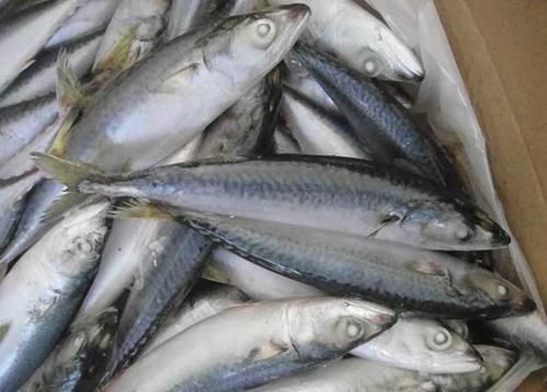  「种鱼」过年买鱼，就挑这3种鱼，人工养殖不了，吃着又香又放心