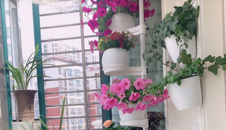  解植物■“养花杀手”养出来的花是什么样子？哈哈哈，笑死我了！