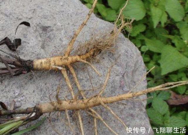 变高■不起眼的“1种野草”,人称“柴胡”,采挖后晾干,价值变高!
