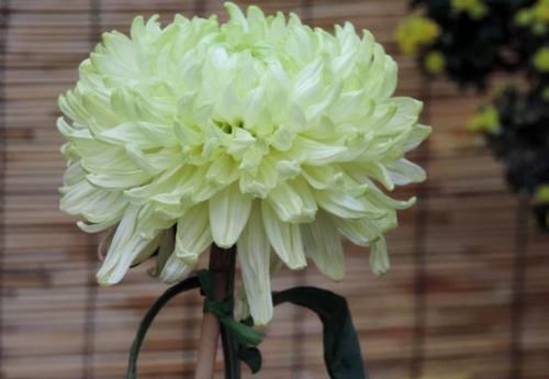 『晶莹』喜欢菊花,就养盆“菊中精品”绿牡丹,晶莹碧绿,淡雅优美