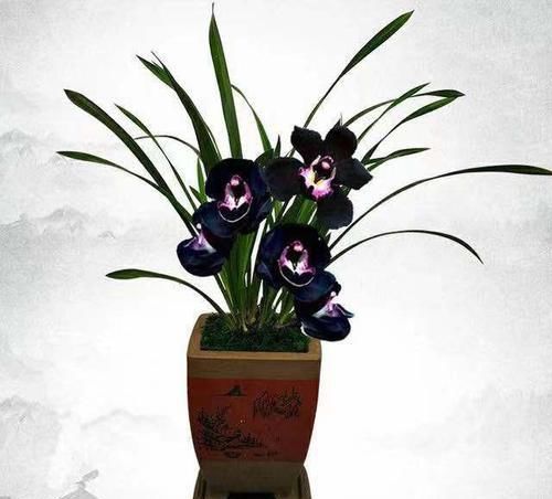  誉为■此兰花最为神秘，株型优美，花色稀有少见，欣赏价值高，很难遇见