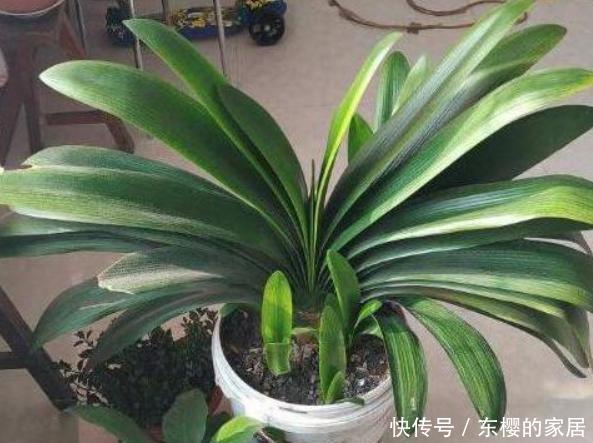 『幼苗』好盆栽价格贵该怎么办?亲自动手扦插培育,幼苗多得送邻居