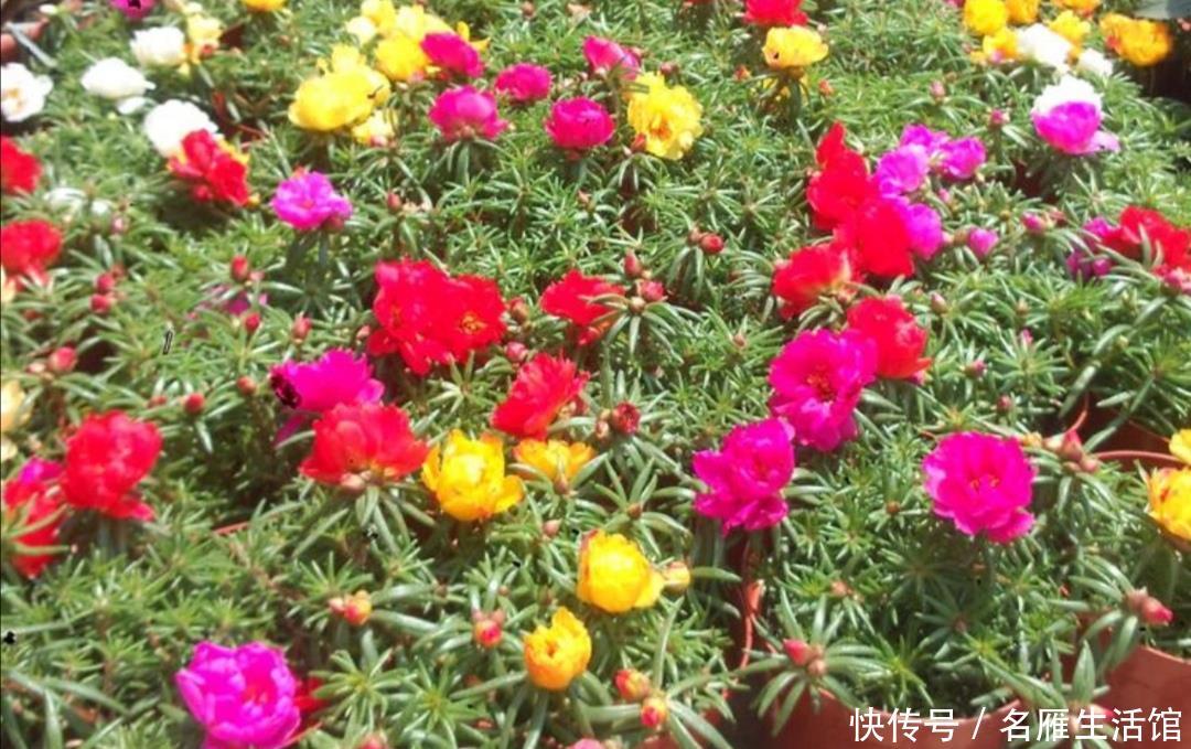  『光照』春天这5种花，要多晒太阳，不然光长叶子，开花少