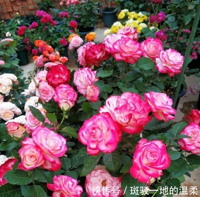 #值得#一年四季开花,美丽若玫瑰,好养易活,这款盆栽绿植,很值得栽培