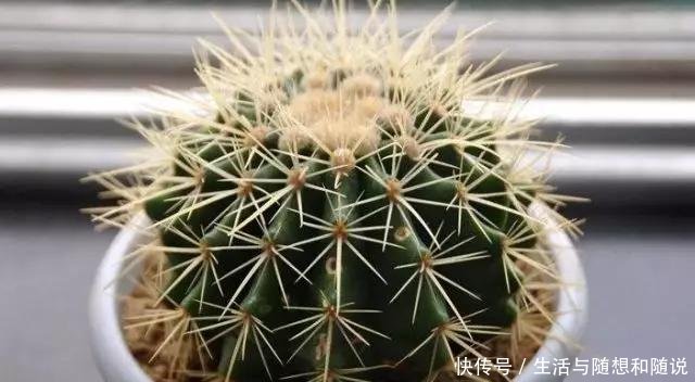 「适合」5种花能在夜间“呼吸”,适合摆在卧室内,可净化废弃,对睡眠好