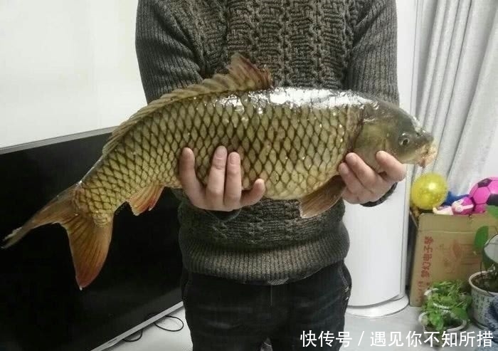  [酒米窝料]自制鲤鱼窝料，钓获一条8斤的鲤鱼，还有一箱野生大板鲫鱼