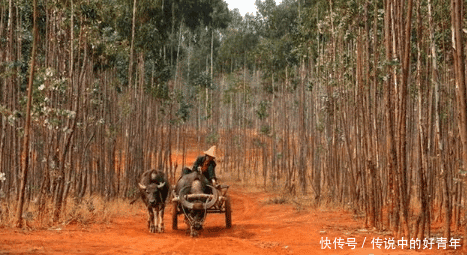 农村里种上这种树, 不少农民都后悔了, 农村孩子都要知道危害