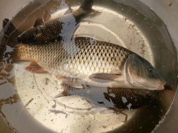  『钓友』钓友深潭中发现野物落水，网友：里面“阴气”太重没有鱼