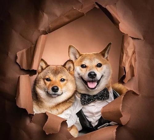  婚纱照：这对柴犬情侣婚纱照甜到爆，背后的故事羡煞一众单身狗