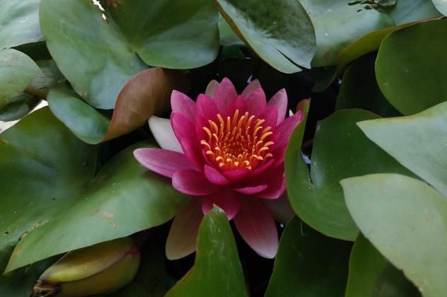 「小花」1米宽的防盗窗,也能开成小花海,一年四季有花看!