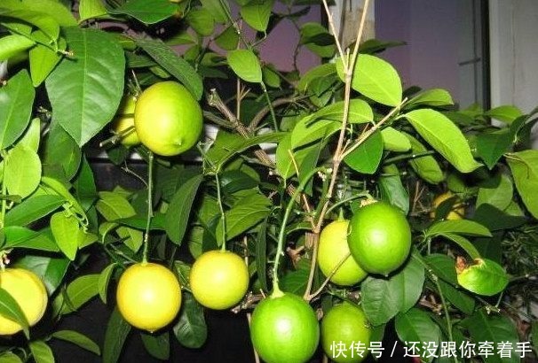  [水果]这4种水果盆栽，随手种一棵就能爆盆，每天都可以吃免费水果！