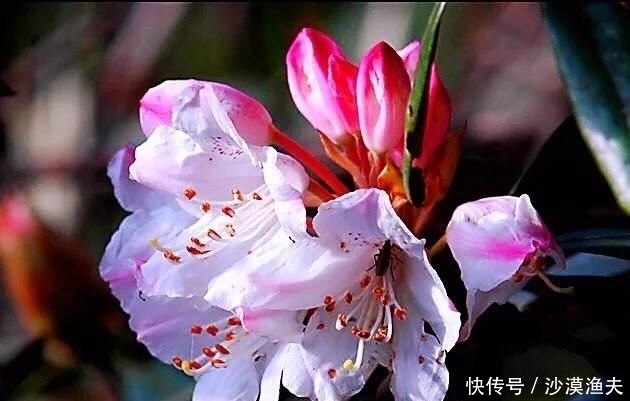  绚丽多彩■猴头杜鹃花～枝繁叶茂，绚丽多彩
