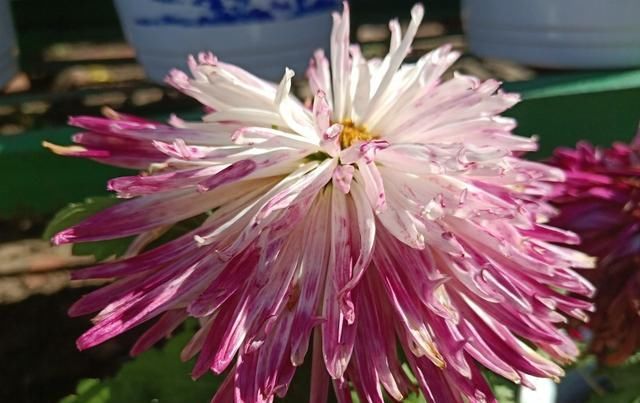  『要素』9种观赏菊花品种，种植技术，管理6大要素
