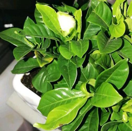 「干枯的现象」栀子花黄叶,干巴巴?2个妙招很重要,学会了,叶子油绿闪光