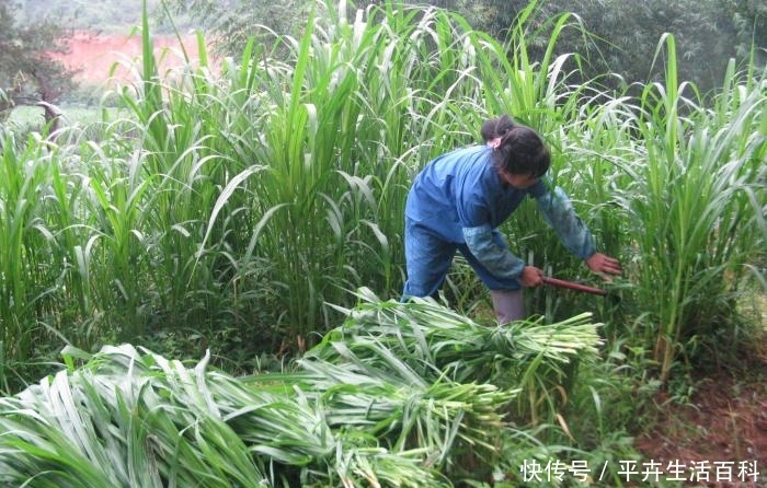  #肉牛#有的养牛户一亩皇竹草养5头牛，他们是怎么做到的？