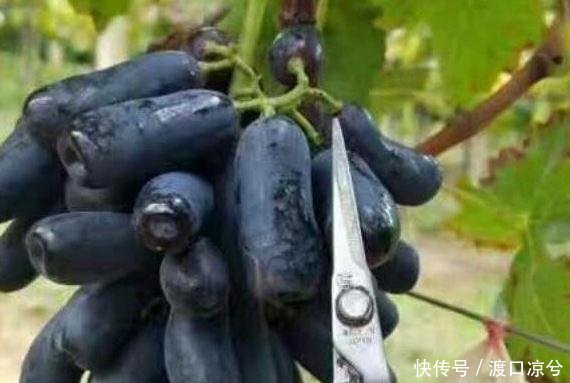 “再见了”水稻，我国又一新品农作物！亩产三千斤，比养猪值！